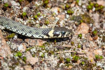 Fototapeta premium Grass snake