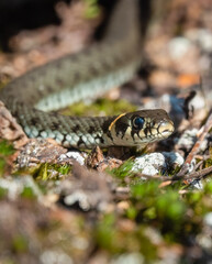 Grass snake