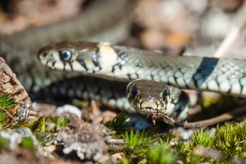 Fototapeta premium Grass snake