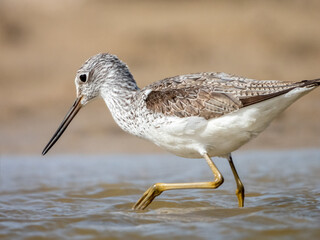 Green shank bird photo suitable for prints