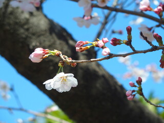 咲き始めた桜の花