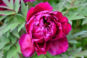 牡丹（ボタン）赤