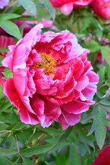 牡丹（ボタン）赤