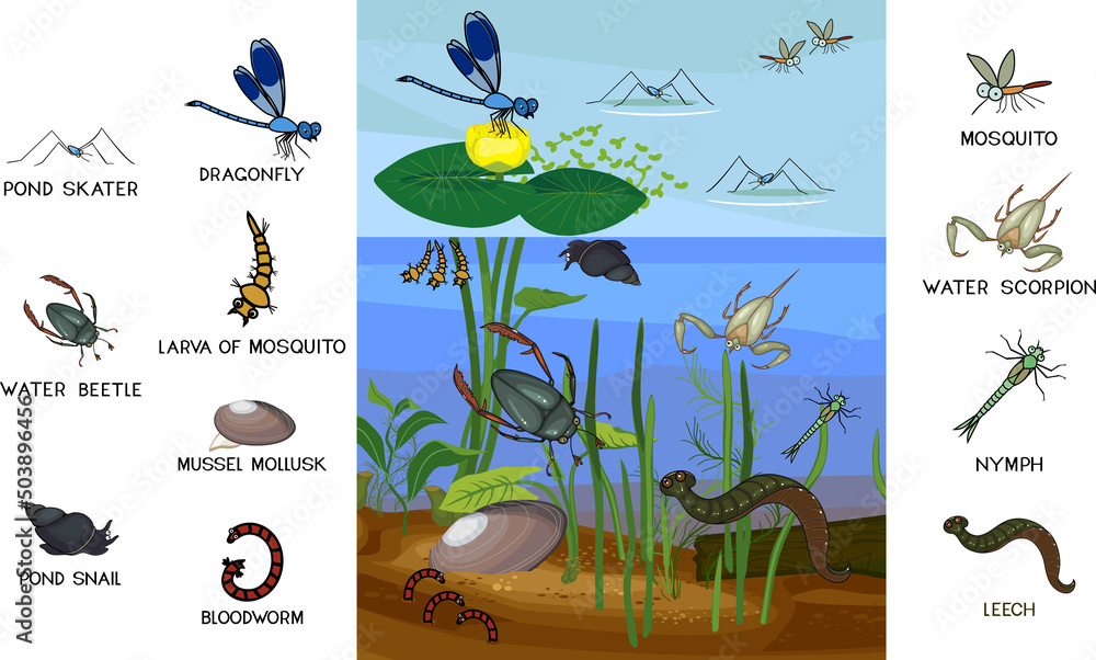 Wall mural Ecosystem of pond with different invertebrates animals (insects, molluscs, leech) in their natural habitat. Schema of pond biotope structure for biology lessons