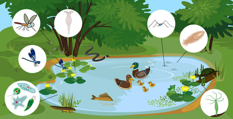 Ecosystem of pond with different animals (birds, insects, reptiles, fishes, amphibians, protozoa) in their natural habitat. Schema of pond ecosystem structure for biology lessons - obrazy, fototapety, plakaty