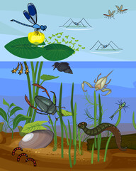 Ecosystem of pond with different invertebrates animals (insects, molluscs, leech) in their natural habitat. Schema of pond biotope structure for biology lessons