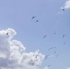 Group of seagulls fly over the sea looking for fish