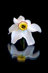 White daffodil flower on a black background with reflection