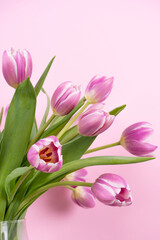Obraz premium bouquet of tulips on pink 