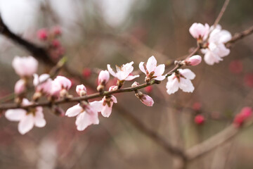 Fototapeta na wymiar Close up of wild peach blossoms in the park