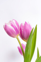 pink tulips
