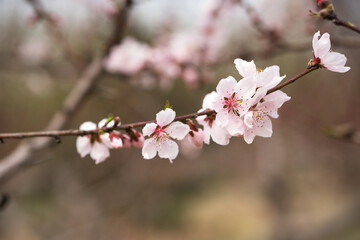 Close up of wild peach blossoms in the park