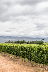 Fototapeta na wymiar Vineyards in the Stellenbosch winery area, Western Cape, South Africa, Africa