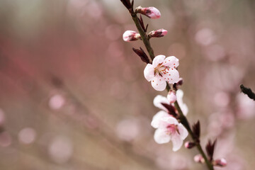 Close up of wild peach blossoms in the park