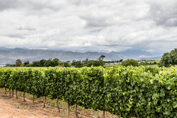 Fototapeta na wymiar Vineyards in the Stellenbosch winery area, Western Cape, South Africa, Africa
