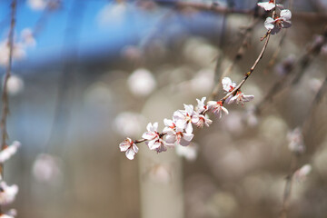 An apricot blossom blooms in spring