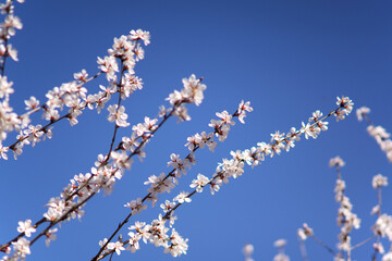 Apricot blossoms blooming all over the sky