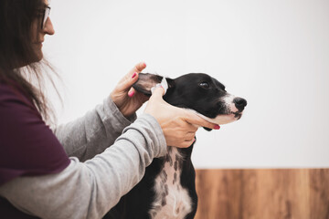 Veterinarian woman cleaning dog's ears at the veterinary clinic.