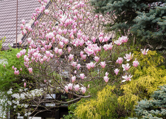 Obraz premium Gorgeous pink magnolia in the yard. Beautiful landscape design with magnolia and spruce trees