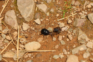 Bugs crawling around under the summer sun in North Devon on a walk in the countryside around Exmoor
