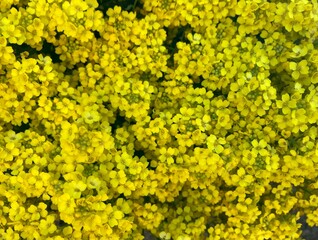 splendid blooming yellow phlox flowers in garden