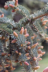 Spring nature. spruce branch with new sprouts and cones.