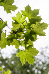 Spring nature. maple leaves close-up.