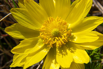 Yellow forest flowers Adonis vernalis, pheasant's eye, spring pheasant's eye, yellow pheasant's eye, false hellebore. The plant is poisonous, containing cardiostimulant compounds