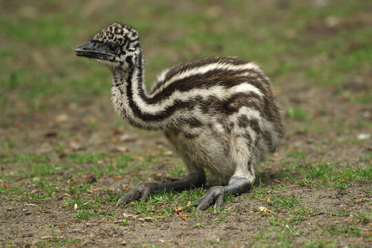 A young Emu resting on the ground
