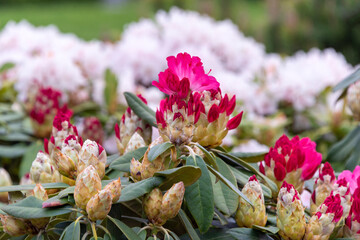 Rhododendron or Rosebay blossoms in spring garden, closeup. Ericaceae evergreen shrub, toxic...