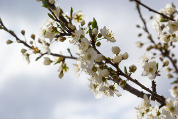 Prunus Cerasifera Blooming white plum tree. White flowers of Prunus Cerasifera