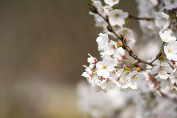 White pear blossoms bloom in spring