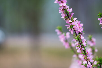 Obraz premium Park greening flowers elm leaf plum