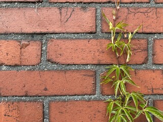 an old weathered red brick wall with plant vines