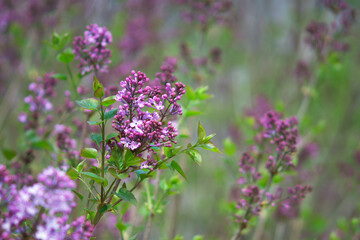 Beautiful lilacs are about to bloom