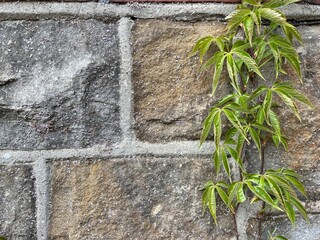 an old weathered light grey brick wall with plant vines