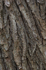 close up of the old bark texture pattern in the forest Vintage background