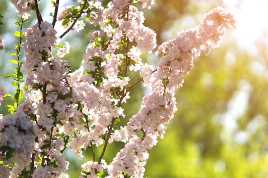 Plum blossoms bloom in spring
