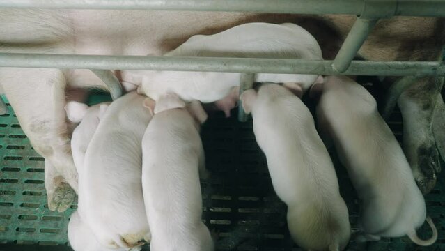 View of a pig farm