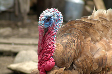 Portrait of a male turkey with a bright red-blue growth near the beak.