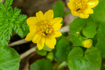 Bright yellow flowers of Ficaria verna against a background of green leaves in early spring