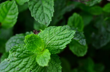 mint leaf close up
