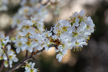 Prunus spinosa, called blackthorn or sloe, is a species of flowering plant in the rose family Rosaceae. Prunus spinosa, called blackthorn or sloe tree blooming in the springtime