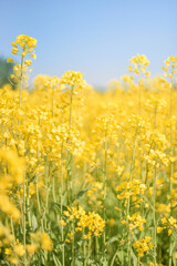 yellow flowers in spring