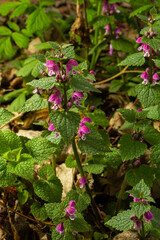 Blooming Lamium maculatum Roseum, spotted henbit, spotted dead-nettle, purple dragon