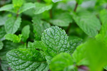 mint leaf close up