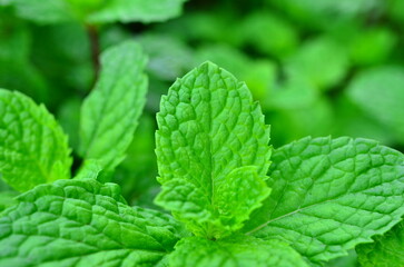 mint leaf close up