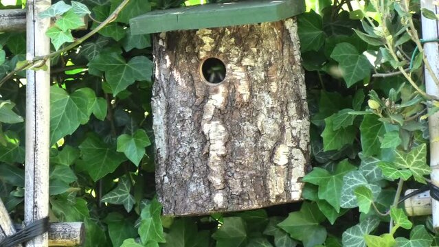 Blue tit arriving at birdbox with food and leaving afterwards in Den Haag, the Netherlands