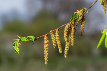 A tree branch with first leaves at spring. Carpinus orientalis.