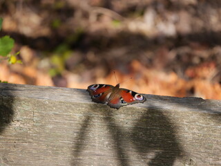 Butterfly sitting on a wooden rail